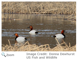 Canvasback