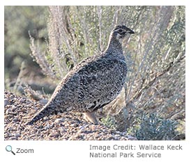 Greater Sage Grouse