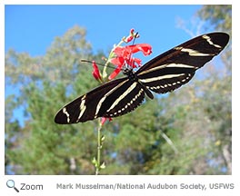 Zebra longwing